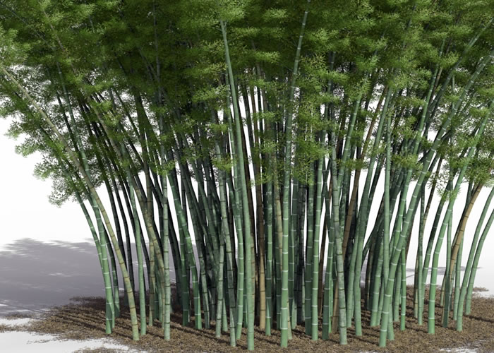 Placage Bambou Caramel Horizontal - 5 x 2440 x 1220 mm